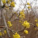 Cornus mas P2C P5